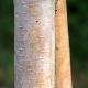 Bouleau verruqueux Bibor