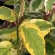 Cornouiller stolonif�re Hedgerows Gold