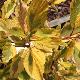 Cornouiller stolonif�re Hedgerows Gold