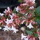 Ab�lia grandiflora