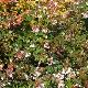 Ab�lia Semperflorens