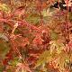 Acer palmatum Phoenix