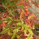 Acer palmatum Phoenix