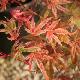 Acer palmatum Phoenix