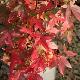 Acer palmatum Redwine