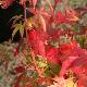 Acer palmatum Redwine