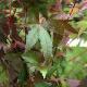 Acer palmatum Redwine