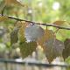 Bouleau � feuilles pourpres