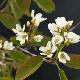 Am�lanchier spicata