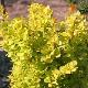 Berberis fastigi� dor�