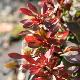 Berberis pourpre nain