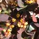 Berberis Superba