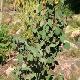 Cercidiphyllum pourpre fastigi�