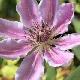 Cl�matite � grandes fleurs Nelly Moser