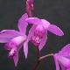 Orchid�e terrestre
