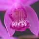 Orchid�e terrestre
