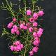 Boronia serrulata