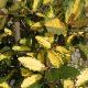 Elaeagnus panach� Gilt Edge