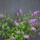 Buddleia Blue Chip