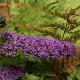 Buddleia Blue Chip