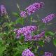 Buddleia Blue Chip