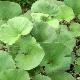 Gunnera perpensa