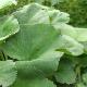 Gunnera perpensa