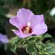 Hibiscus panach� Meehanii