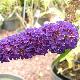 Buddleia Black Knight