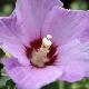 Hibiscus panach� Meehanii