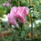 Hibiscus Rosalbane