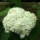 Hortensia Annabelle