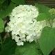 Hortensia Annabelle