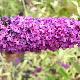 Buddleia � feuilles panach�es