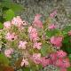 Hortensia panicule ruby