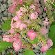 Hortensia panicule ruby
