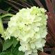 Hydrangea paniculata Diamant Rouge