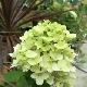 Hydrangea paniculata Diamant Rouge