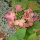 Hortensia � panicules Magical Fire