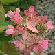 Hortensia � panicules Magical Fire