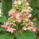 Hortensia � panicules Pinky Winky