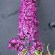 Buddleia � feuilles panach�es