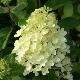 Hortensia � panicules Silver Dollar