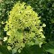 Hortensia � panicules Silver Dollar