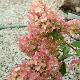 Hortensia � panicule Sundae Fraise �