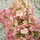 Hortensia � panicule Sundae Fraise �