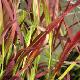 Imperata cylindrica red baron