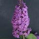 Buddleia R�ve de Papillon