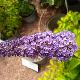 Buddleia Nanho Purple