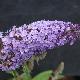 Buddleia R�ve de Papillon